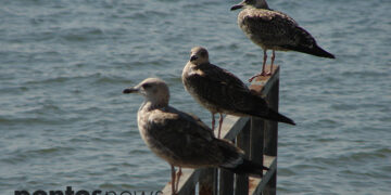 (Φωτ.: Χριστίνα Κωνσταντάκη)