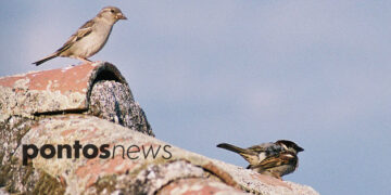 (Φωτ.: Χριστίνα Κωνσταντάκη)
