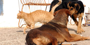 (Φωτ. αρχείου: Eurokinissi / Βαγγέλης Μπουγιώτης)