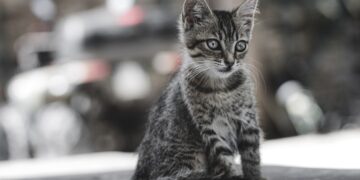 (Πηγή φωτ.: Pixabay_Fabio Grandis)