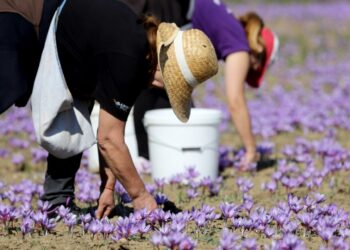 Εργάτριες  φυτεύουν βολβούς κρόκου σε χωράφι στην Κοζάνη (φωτ.: ΑΠΕ-ΜΠΕ/ΔΗΜΗΤΡΗΣ ΣΤΡΑΒΟΥ)
