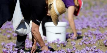 Εργάτριες  φυτεύουν βολβούς κρόκου σε χωράφι στην Κοζάνη (φωτ.: ΑΠΕ-ΜΠΕ/ΔΗΜΗΤΡΗΣ ΣΤΡΑΒΟΥ)