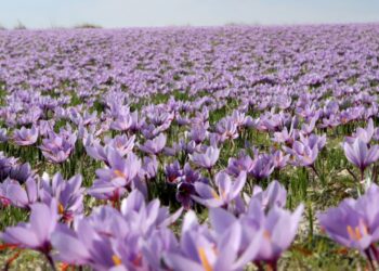 Φυτεία κρόκου στην Κοζάνη (φωτ.: ΑΠΕ-ΜΠΕ/ΔΗΜΗΤΡΗΣ ΣΤΡΑΒΟΥ)