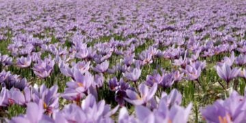 Φυτεία κρόκου στην Κοζάνη (φωτ.: ΑΠΕ-ΜΠΕ/ΔΗΜΗΤΡΗΣ ΣΤΡΑΒΟΥ)