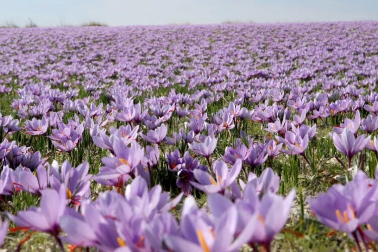 Φυτεία κρόκου στην Κοζάνη (φωτ.: ΑΠΕ-ΜΠΕ/ΔΗΜΗΤΡΗΣ ΣΤΡΑΒΟΥ)