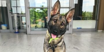 Ο αστυνομικός σκύλος Roxy (πηγή: Γενική Περιφερειακή Αστυνομική Διεύθυνση Κεντρικής Μακεδονίας)