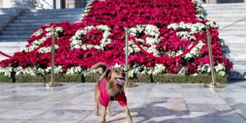 Το 2023 σχηματισμένο με αλεξανδρινά, στην είσοδο του δημαρχείου Πειραιά κι ένας τετράποδος δημότης ήδη το χαίρεται (φωτ.: EUUROKINISSI/Κώστας Τζούμας)