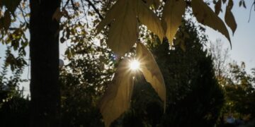 Ο ήλιος διαπερνά τα κίτρινα φύλλα ενός δέντρου στην πόλη των Τρικάλων.
(φωτ.: Θανάσης Καλλιάρας/EUROKINISSI)