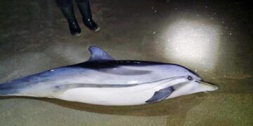 (Φωτ.: Ερασιτέχνες Ψαράδες Καβάλας/ ΑΠΕ-ΜΠΕ)