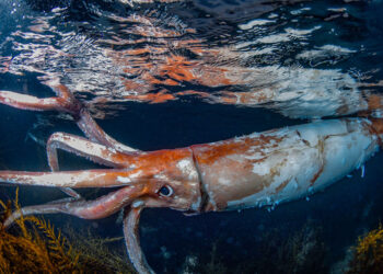 (Φωτ.: Yosuke Tanaka / Dive Resort T-Style)
