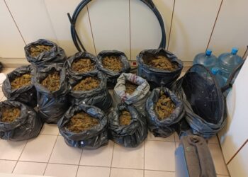 Παρουσίαση από την ΕΛΑΣ  της υπόθεσης εξάρθρωσης υπόθεσης καλλιέργειας και διακίνησης ναρκωτικών ουσιών σε δύσβατη περιοχή του ανατολικού Ολύμπου (φωτ.: Ελληνική Αστυνομία)