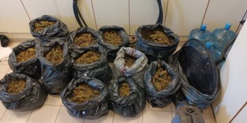 Παρουσίαση από την ΕΛΑΣ  της υπόθεσης εξάρθρωσης υπόθεσης καλλιέργειας και διακίνησης ναρκωτικών ουσιών σε δύσβατη περιοχή του ανατολικού Ολύμπου (φωτ.: Ελληνική Αστυνομία)