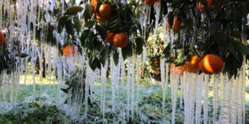 Σε 1,25 δισ. ευρώ ανέρχεται, σύμφωνα με εκτιμήσεις του υπουργείου Αγροτικής Ανάπτυξης, το κόστος των αποζημιώσεων που έχει καταβληθεί τα τελευταία 23 χρόνια για καταστροφές από τον παγετό (φωτ. αρχείου: EUROKINISSI/Βασίλης Παπαδόπουλος)