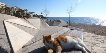 (Φωτ.: EUROKINISSI / Γιάννης Παναγόπουλος)