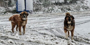 Χιονόπτωση στην περιοχή των Αφιδνών (φωτ.: EUROKINISSI / Διονύσης Πατεράκης)