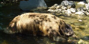 Νεκρή αρκούδα μετά από την κατανάλωση δηλητηριασμένου δολώματος. Οι φόλες στοχεύουν κυρίως ζώα της άγριας πανίδας είτε ως πράξη αυτοδικίας μετά από κάποια ζημιά που έχει προκληθεί στην αγροτική παραγωγή ή στα κτηνοτροφικά ζώα είτε ως τρόπος αποφυγής τέτοιων ζημιών (φωτ.: Περιβαλλοντική Οργάνωση «Καλλιστώ»)