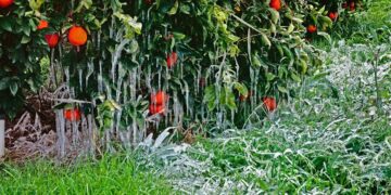 Ολικός παγετός στον κάμπο της Αργολίδας (φωτ.: ΑΠΕ-ΜΠΕ / Ευάγγελος Μπουγιώτης)