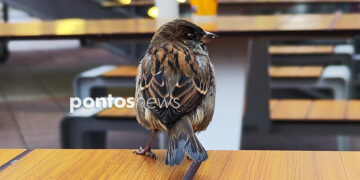 (Φωτ.: Χριστίνα Κωνσταντάκη)