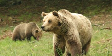 Οι ζεστές ημέρες έχουν οδηγήσει ακόμα και τις μεγαλύτερες σε ηλικία αρκούδες έξω από τις φωλιές τους (φωτ.: Αρκτούρος)