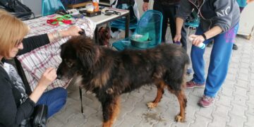 Ένας από τους φιλοξενούμενους του καταφυγίου δέχεται τη φροντίδα του προσωπικού  (φωτ.: facebook/Αστική πανίδα δήμου Αθηναίων)