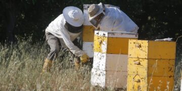 H απόφαση του υπουργείου αφορά στους μελισσοκόμους που έχουν στην κατοχή τους περισσότερες από 110 κυψέλες και το ποσό καθορίζεται στα 8 ευρώ ανά κυψέλη (φωτ.: EUROKINISSI/Βασίλης Παπαδόπουλος)