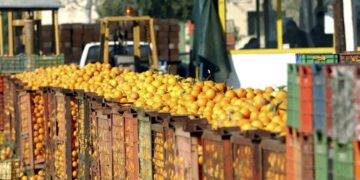 Τα εσπεριδοειδή κρίθηκαν ακατάλληλα για κατανάλωση λόγω υπερβολικής παρουσίας σε αυτά υπολειμμάτων φυτοφαρμάκων (φωτ. αρχείου: EUROKINISSI/Βαγγέλης Μπουγιώτης)