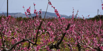 Ανθισμένες ροδακινιές (φωτ.: EUROKINISSI / Βασίλης Παπαδόπουλος)