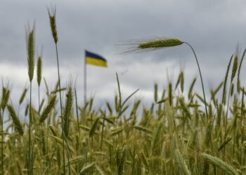 Χωράφι με σιτηρά στην περιοχή του Κιέβου. Η Πρωτοβουλία της Μαύρης Θάλασσας για τα Σιτηρά, έδωσε την ευκαιρία στην Ουκρανία να εξάγει σιτηρά από τα λιμάνια που είχε αποκλείσει η Ρωσία μετά την εισβολή της στη χώρα (φωτ.: EPA/Oleg Petrasyuk)