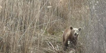 Tο αρκουδάκι ήταν σε μια ηλικία που είχε ολοκληρώσει την εκπαίδευσή του με την μητέρα του και μπορούσε να ζήσει μόνο του (φωτ.: Περιβαλλοντική Οργάνωση Καλλιστώ)