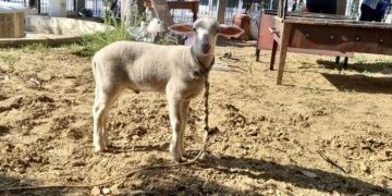 Το αρνάκι είχε δεθεί από το λαιμό στον προαύλιο χώρο της εκκλησίας κατά τη διάρκεια της λειτουργίας, ενώ είχαν ανάψει δίπλα του φωτιά σε ψησταριά (φωτ.: facebook/Σταματίνα Σταματάκου)