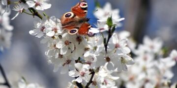 (Φωτ.: pixabay.com/artellliii72)