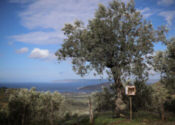 Ελαιώνας σε περιοχή της Μυτιλήνης, στη Λέσβο (φωτ.: ΑΠΕ-ΜΠΕ/Δημήτρης Τοσίδης)