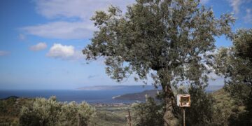 Ελαιώνας σε περιοχή της Μυτιλήνης, στη Λέσβο (φωτ.: ΑΠΕ-ΜΠΕ/Δημήτρης Τοσίδης)