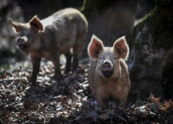 Γουρούνια βόσκουν ελεύθερα. Το κρούσμα του ιού βρέθηκε σε κατοικίδιους χοίρους συστηματικής εκτροφής στην τοποθεσία Λιβαδιά του δήμου Σιντικής Σερρών (φωτ. αρχείου: EUROKINISSI/Θανάσης Καλλιάρας)