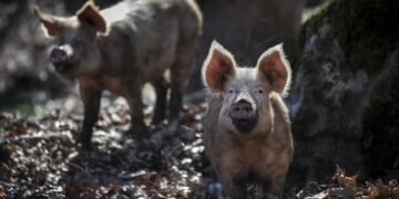 Γουρούνια βόσκουν ελεύθερα. Το κρούσμα του ιού βρέθηκε σε κατοικίδιους χοίρους συστηματικής εκτροφής στην τοποθεσία Λιβαδιά του δήμου Σιντικής Σερρών (φωτ. αρχείου: EUROKINISSI/Θανάσης Καλλιάρας)