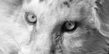 (Φωτ.: facebook / Αττικό Ζωολογικό Πάρκο)