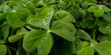 Το κρύο και οι βροχές μπορεί να επιμένουν, αλλά η άνοιξη έχει ήδη κάνει την εμφάνισή της (φωτ.: EUROKINISSI/Θανάσης Καλλιάρας)