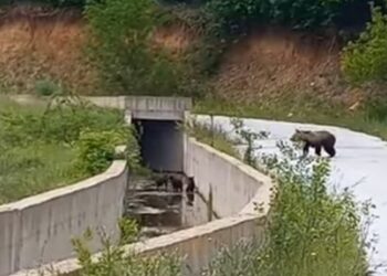 (Φωτ.: youtube/ΚΥΝΗΓΕΤΙΚΗ ΟΜΟΣΠΟΝΔΙΑ ΜΑΚΕΔΟΝΙΑΣ ΘΡΑΚΗΣ