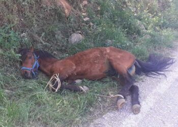 Το ταλαιπωρημένο άλογο, μόλις το έλυσαν από το δέντρο συνέχισε να κείτεται στο έδαφος, καθώς δεν μπορούσε να σηκωθεί, επειδή τα πόδια του ήταν δεμένα μεταξύ τους (φωτ.: ippothesis.gr)