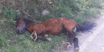 Το ταλαιπωρημένο άλογο, μόλις το έλυσαν από το δέντρο συνέχισε να κείτεται στο έδαφος, καθώς δεν μπορούσε να σηκωθεί, επειδή τα πόδια του ήταν δεμένα μεταξύ τους (φωτ.: ippothesis.gr)