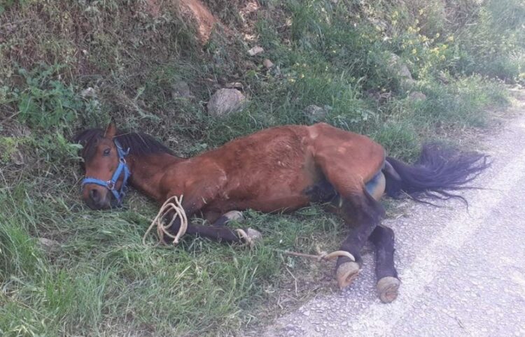 Το ταλαιπωρημένο άλογο, μόλις το έλυσαν από το δέντρο συνέχισε να κείτεται στο έδαφος, καθώς δεν μπορούσε να σηκωθεί, επειδή τα πόδια του ήταν δεμένα μεταξύ τους (φωτ.: ippothesis.gr)