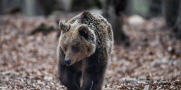 Αρκούδα στο καταφύγιο του Αρκτούρου (φωτ.: EUROKINISSI/Νεκταρία Μπαλωματίνη)