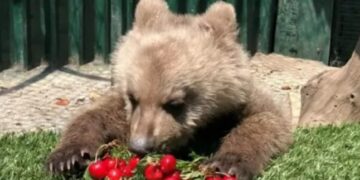 Ο Θωμάς θεωρούσε ξεχωριστή λιχουδιά τα κεράσια (φωτ.: facebook/Αρκτούρος)