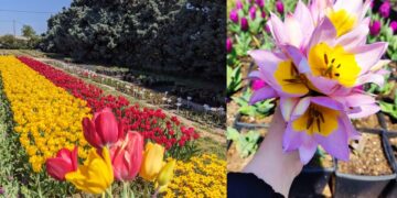 Στην περιοχή της Θέρμης δεσπόζει πλέον ολάνθιστο ένα μικρό τρίχρωμο λιβάδι με κόκκινες, κίτρινες και μωβ τουλίπες από ελληνικά είδη (φωτ.: Ινστιτούτο Γενετικής Βελτίωσης και Φυτογενετικών Πόρων του ΕΛΓΟ «Δήμητρα»)