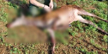 (Φωτ.: ΑΠΕ-ΜΠΕ/ Αντώνης Ηλιάδης)