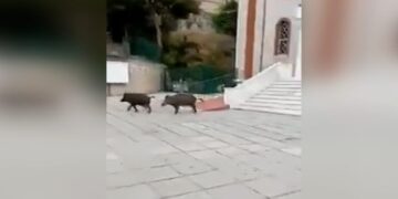 Τα αγριογούρουνα πρόλαβαν να επισκεφθούν μία εκ των Σαράντα Εκκλησιών (φωτ.: YouTube)