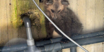 (Φωτ.: Αρκτούρος)