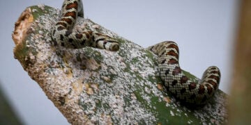 Οχιά (φωτ.: EUROKINISSI / Αντώνης Νικολόπουλος)