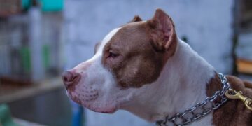 (Φωτ.: pixabay.com/ Whicherg)