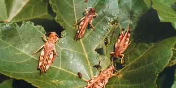 Ακρίδες σε καλλιέργειες (φωτ.: αρχείο EUROKINISSI)